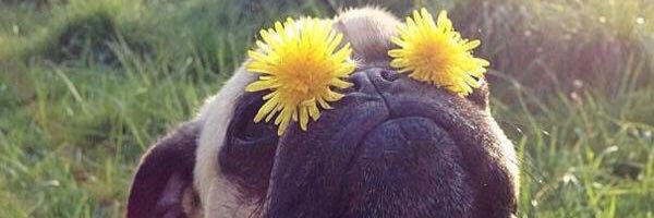 AwkIntroverts's profile banner image