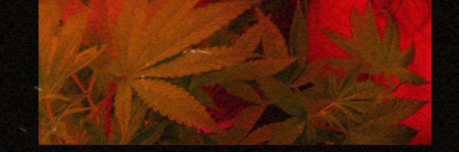 DeliBunz's profile banner image