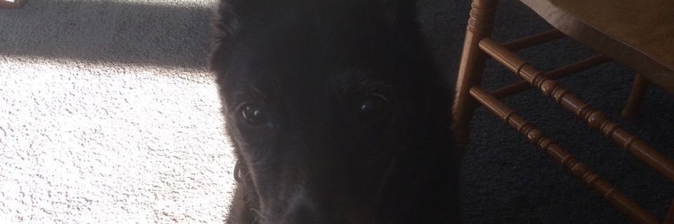 Tommydew123's profile banner image