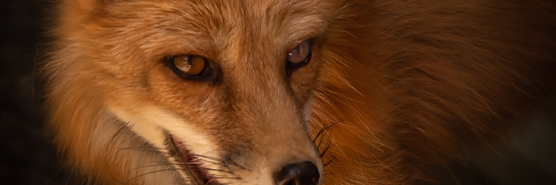 david4205's profile banner image