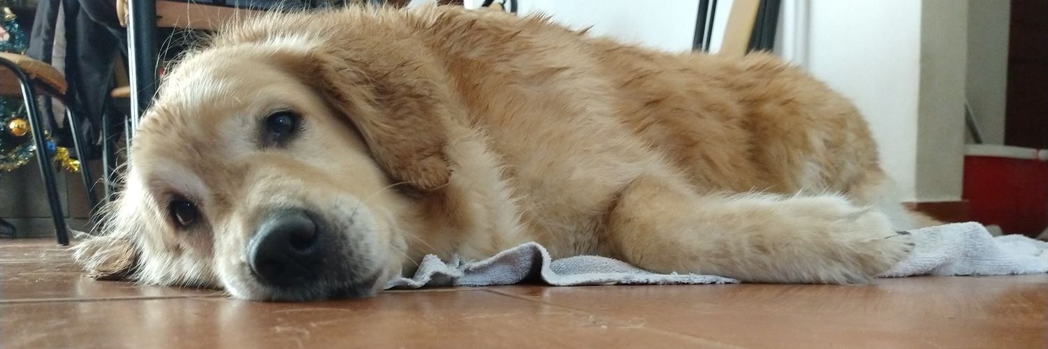 VickyGua's profile banner image