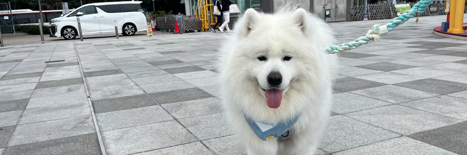 赌狗不得house banner