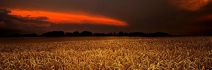 Louis Hazen banner