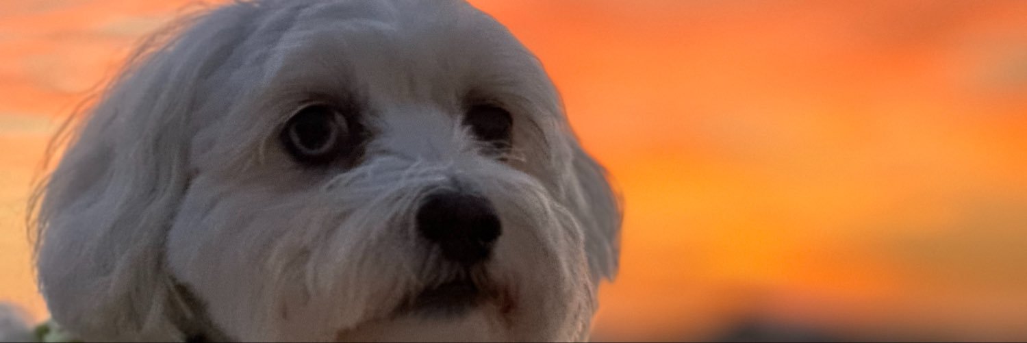 BellyacheBoomer's profile banner image