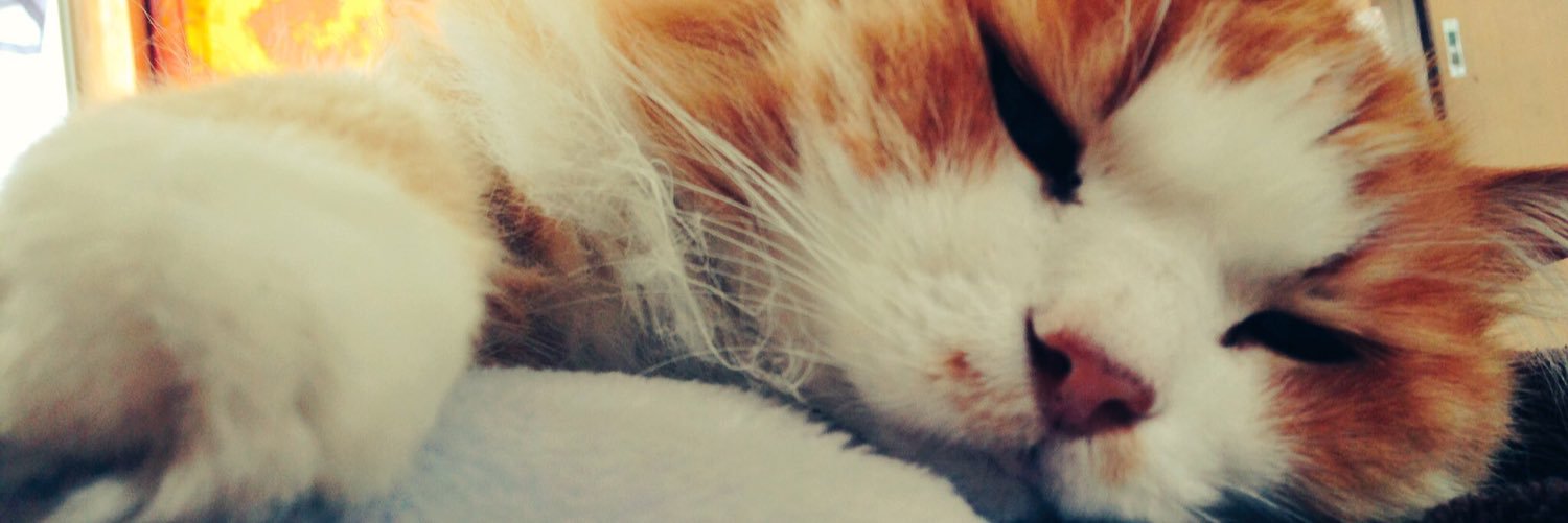 torara445's profile banner image
