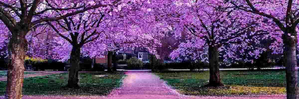 Tree Flower 🌸 banner