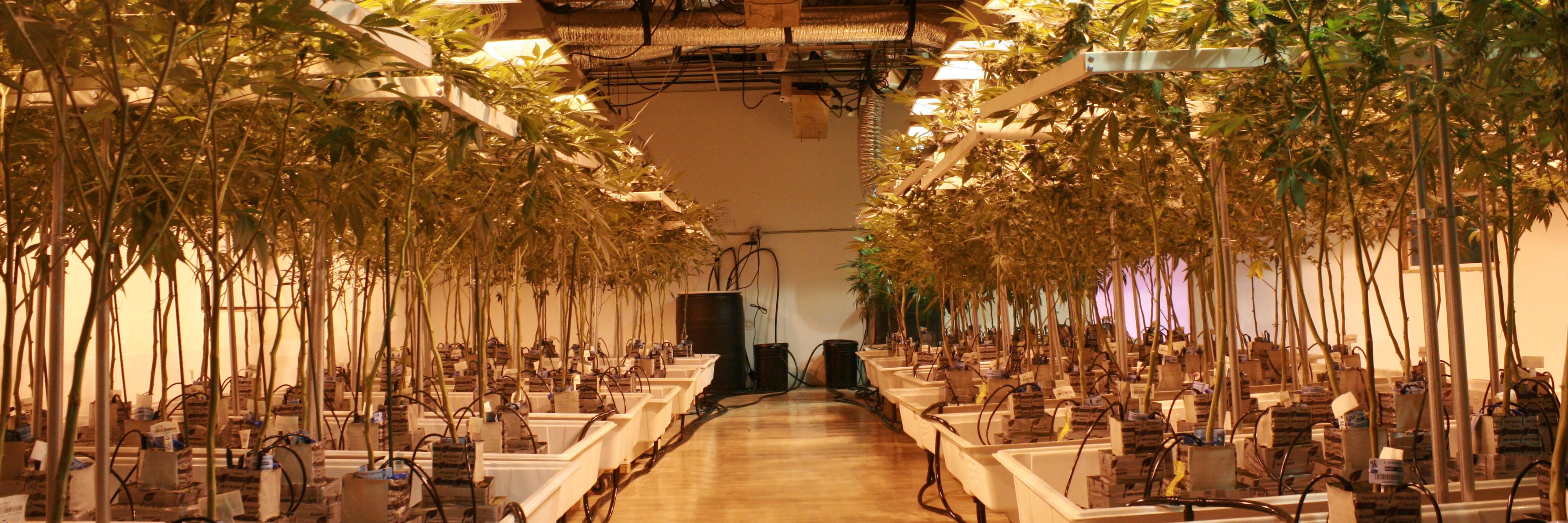 3dCannabis's profile banner image