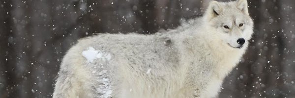 violetstorm_ Profile Banner