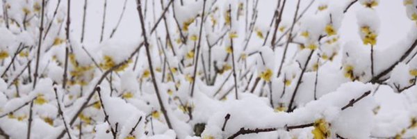 Geigerman2 Profile Banner