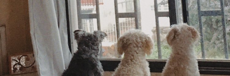 Zoeerusso's profile banner image