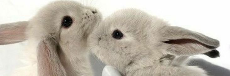 porpor 🐰* ї𐑂 banner