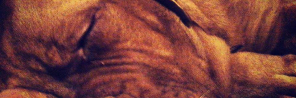 Florbertucci's profile banner image