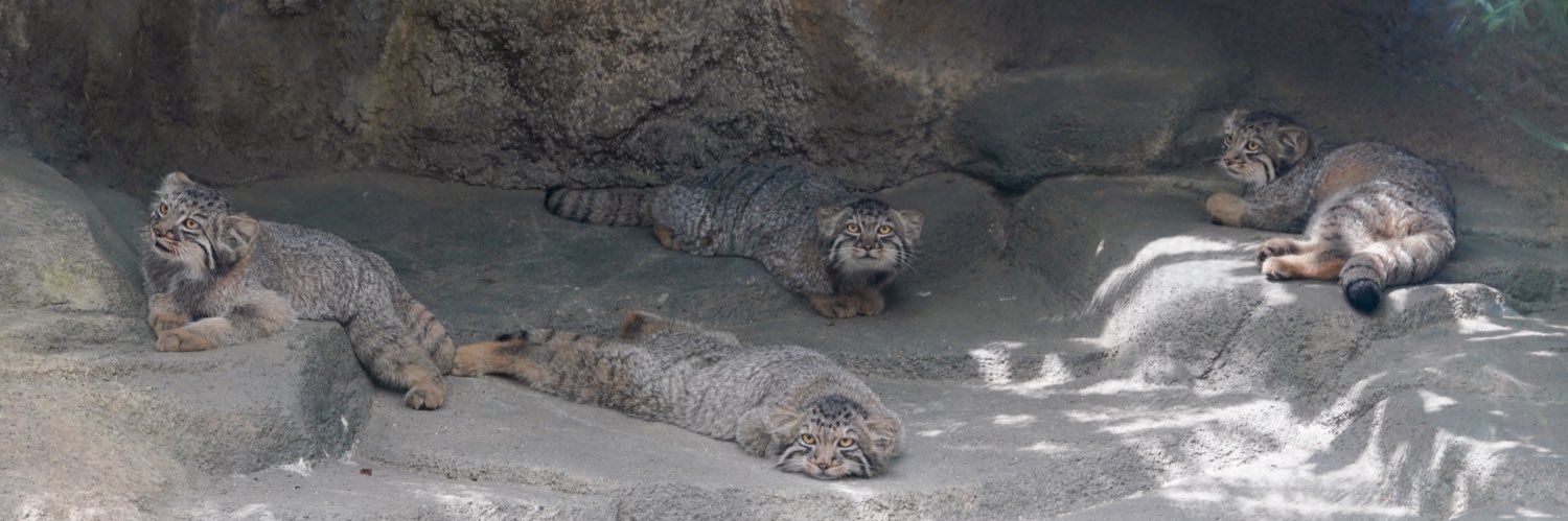 元ゲオルゲ banner