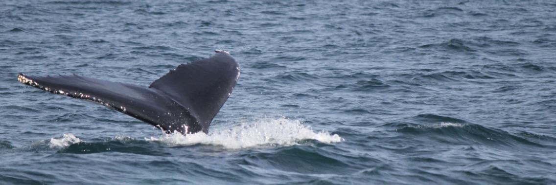 WhitbyWhales's profile banner image