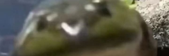 JustAlly banner