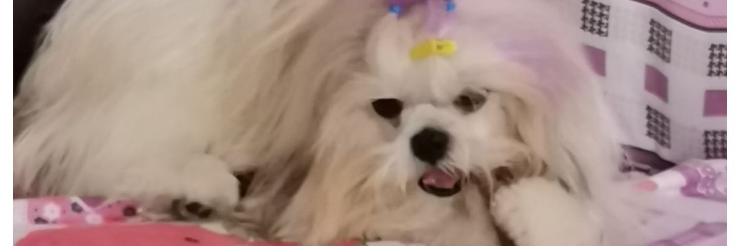 janemaga's profile banner image