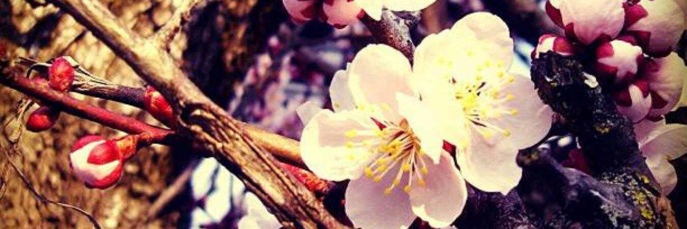 melpennisi's profile banner image