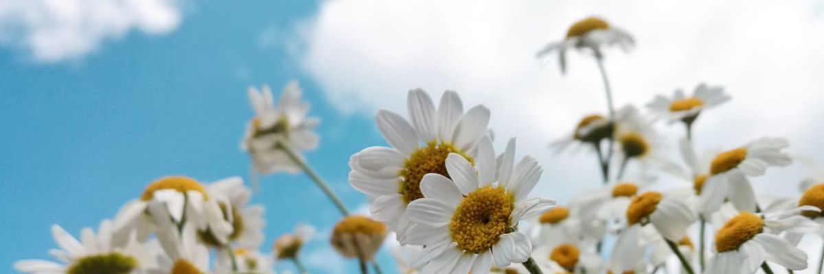 merbube's profile banner image