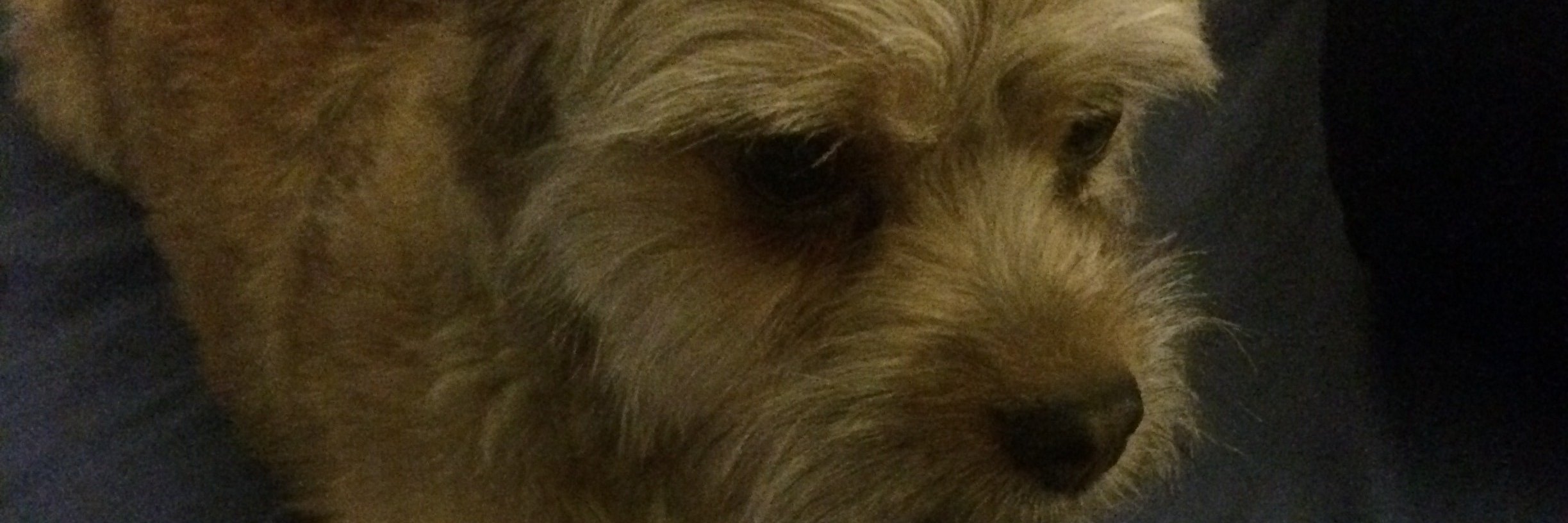 shadow_chiki's profile banner image