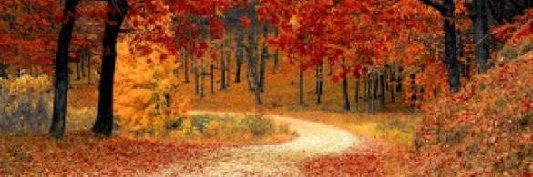 ♣️♣️♣️ banner