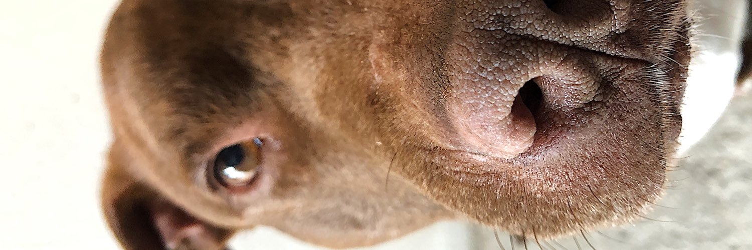 desimiranda7's profile banner image