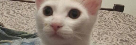 DaamaPorcel's profile banner image