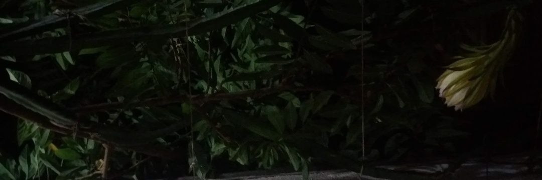 DellValledaAss's profile banner image