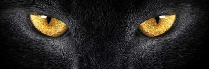 MicheleBoechat's profile banner image