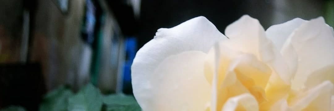 dnmoriart's profile banner image