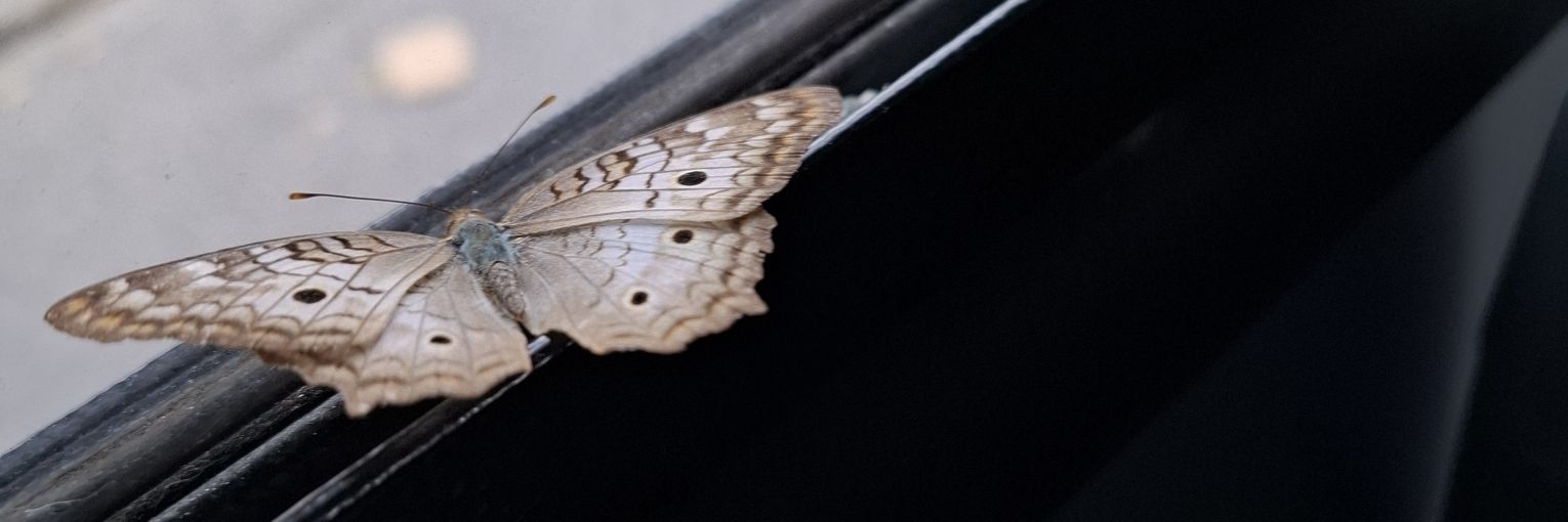dinhaemell_'s profile banner image