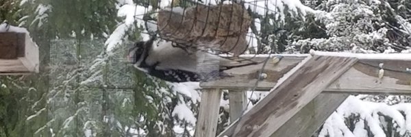 Greylad Profile Banner