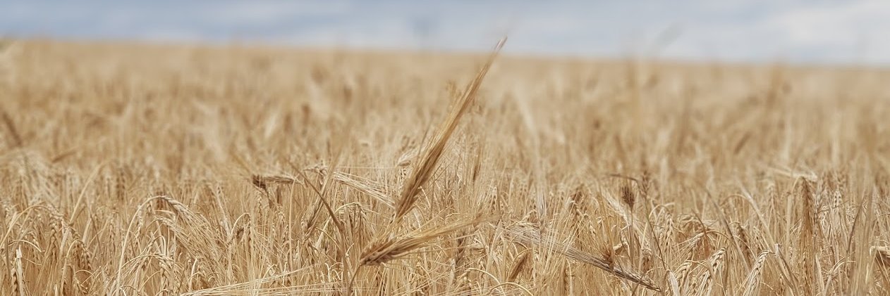 lrdgrd's profile banner image