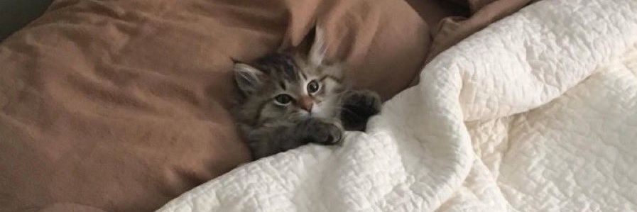 juliano floss cover de calcinha banner