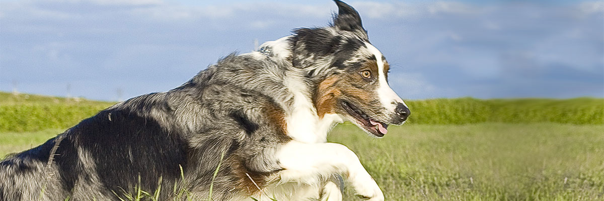 Australian Shepherd Lovers banner