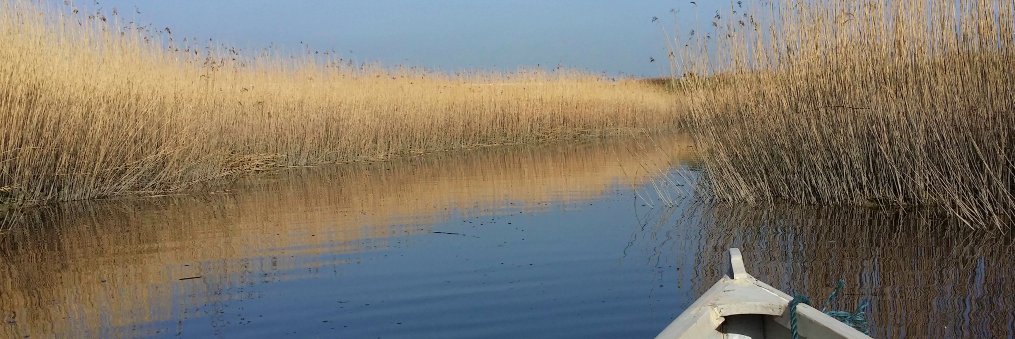 Louise Denvir banner