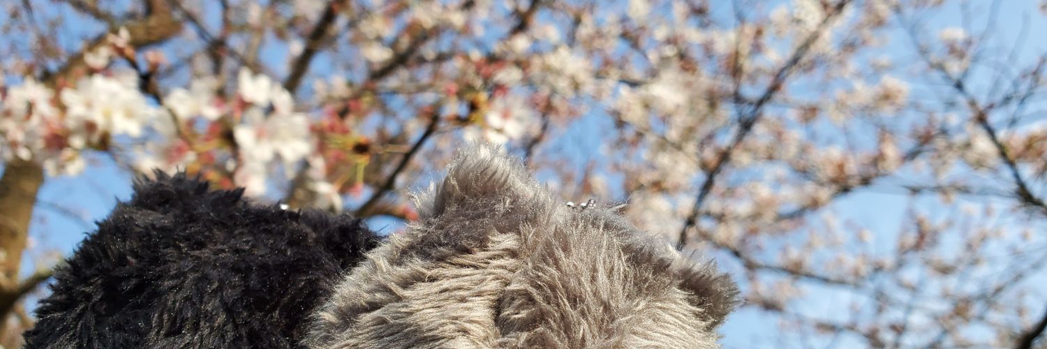 kiya_t_'s profile banner image