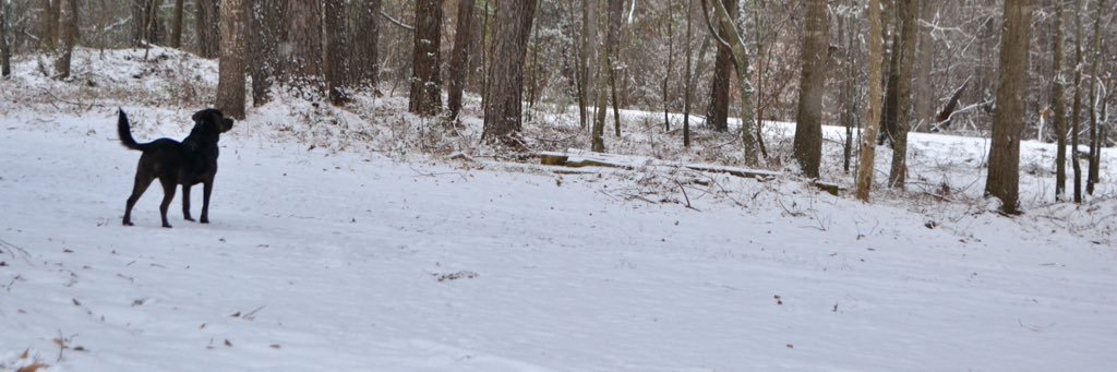 vailleypooh's profile banner image
