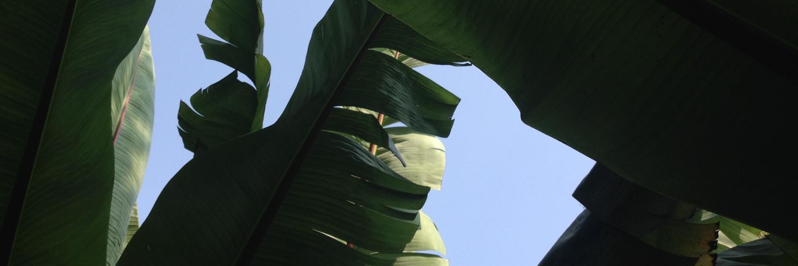 andres l b @vvva.bsky.social + @vvva@mas.to banner