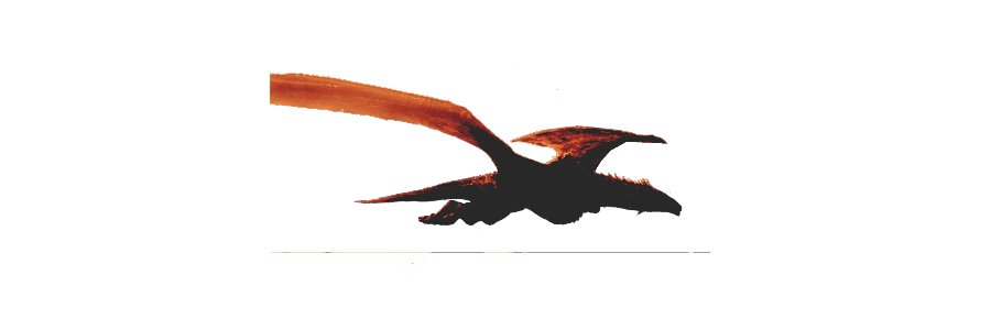 ‍‍ ‍‍▍ 𑒲˖ ‍‍𝕷ADY ‍‍DEATH's banner