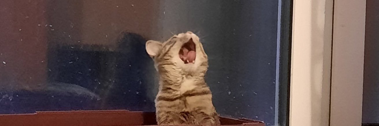 دختر دارچینی banner