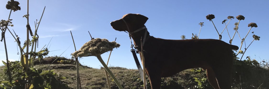 AshLundervold's profile banner image