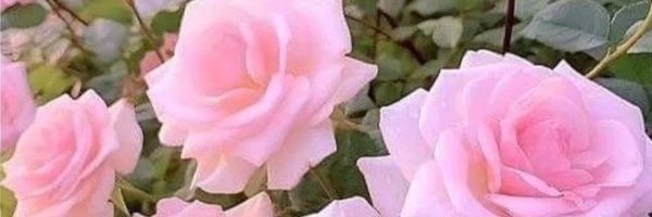 henna6543 Profile Banner