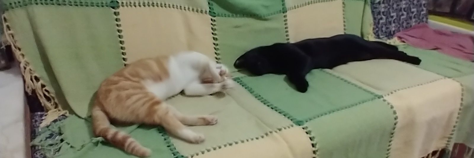 Mamãe Subiu no Telhado banner