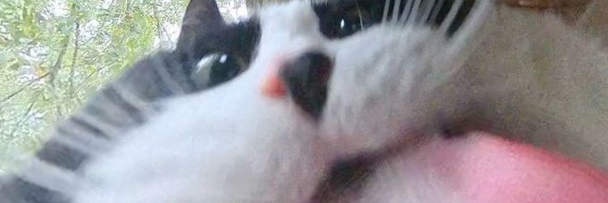 Cozy's banner