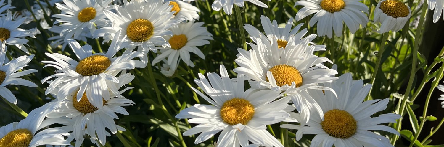 SofiLorenaG's profile banner image