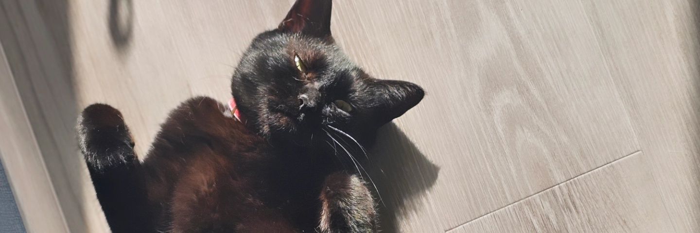 torami/とらみてんこ banner