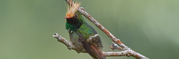 maurobucaro Profile Banner