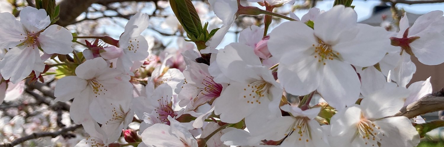 彩花's banner