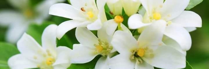 jasmine sparky banner