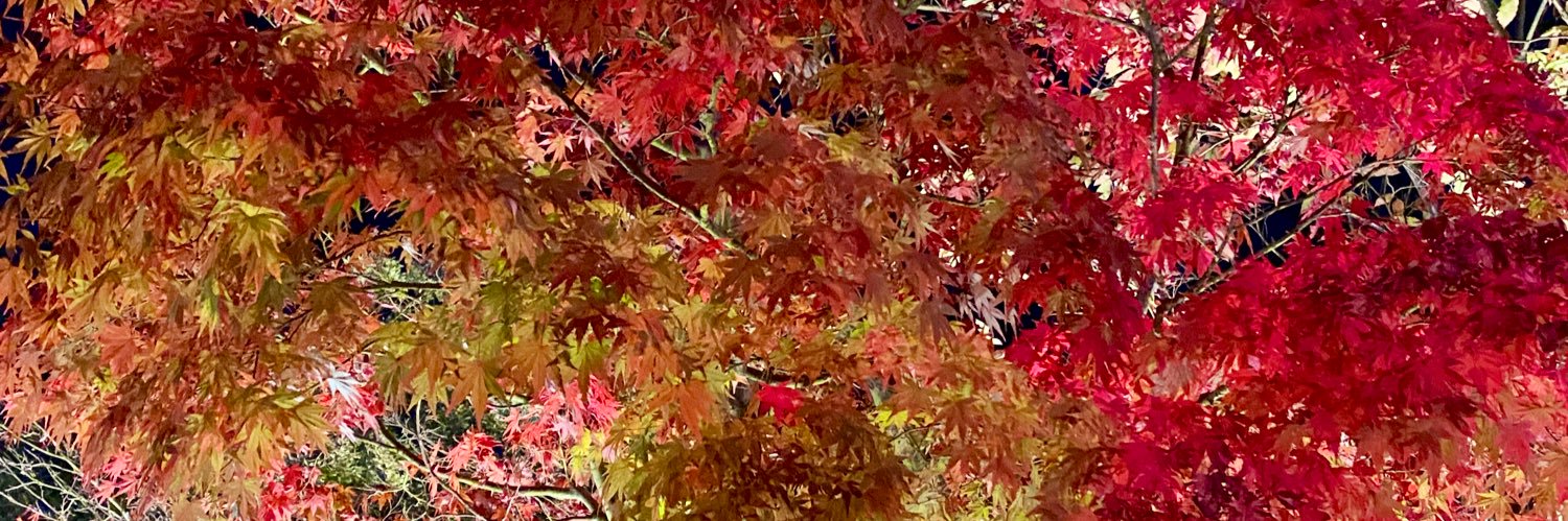 れちゃ banner